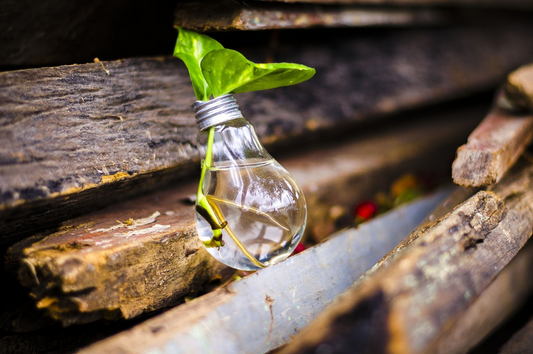 An eco-friendly bulb resting on some wood with a plant growing inside
