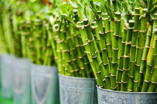 What you NEED to know about the future of Packaging: Using Bamboo and Sugarcane